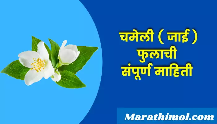 Jasmine Flower Information In Marathi