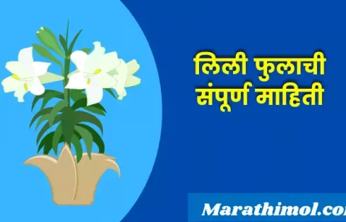 Lily Flower Information In Marathi