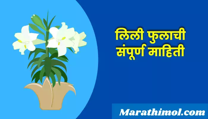 Lily Flower Information In Marathi