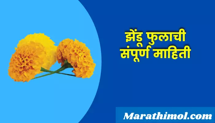 Marigold Flower Information In Marathi