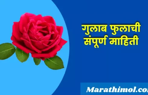 Rose Flower Information In Marathi