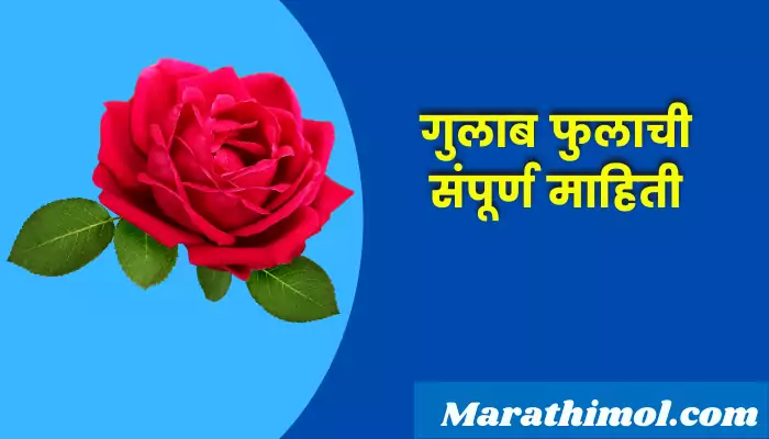Rose Flower Information In Marathi