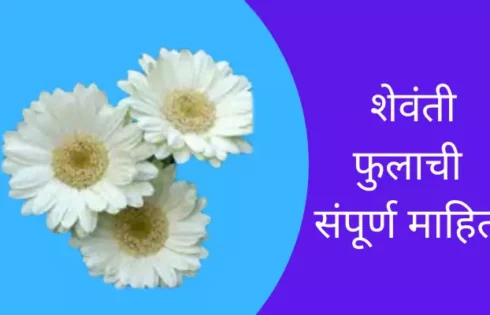 Chrysanthemums Flower Information In Marathi