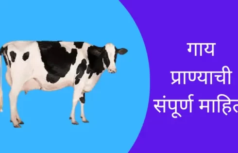 Cow Animal Information In Marathi