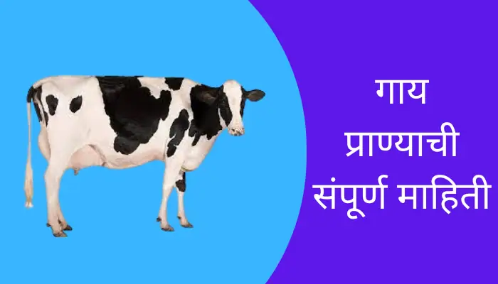 Cow Animal Information In Marathi