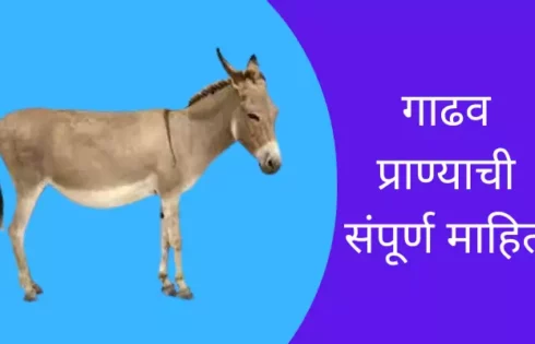 Donkey Animal Information In Marathi