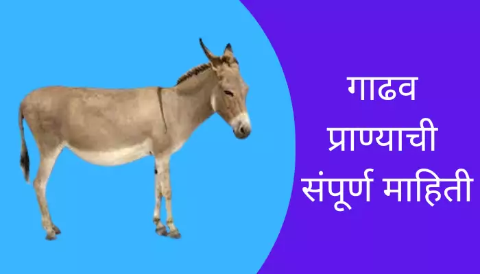 Donkey Animal Information In Marathi