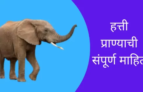 Elephant Animal Information In Marathi