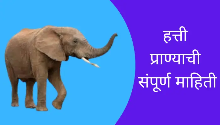 Elephant Animal Information In Marathi