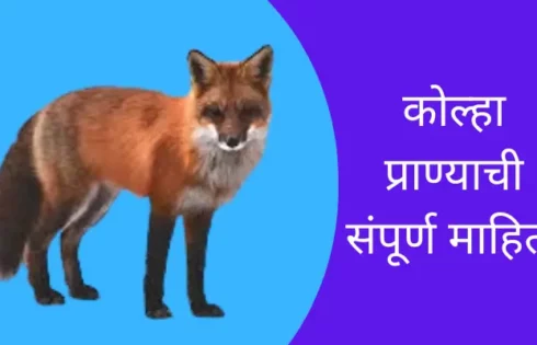 Fox Animal Information In Marathi