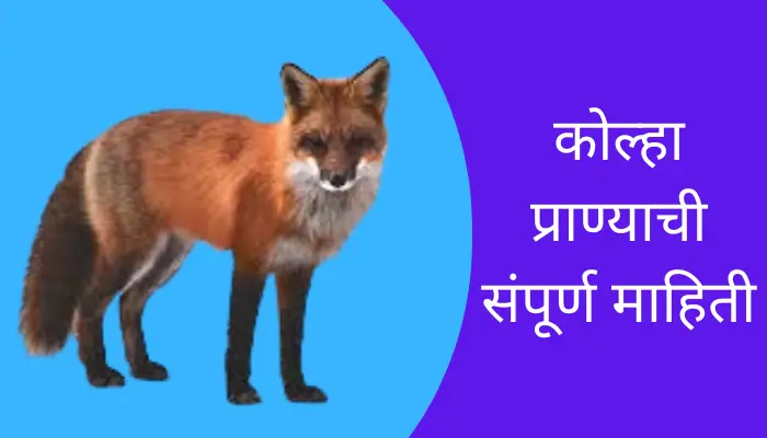 Fox Animal Information In Marathi