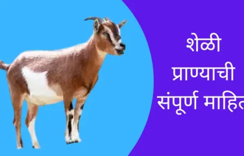Goat Animal Information In Marathi