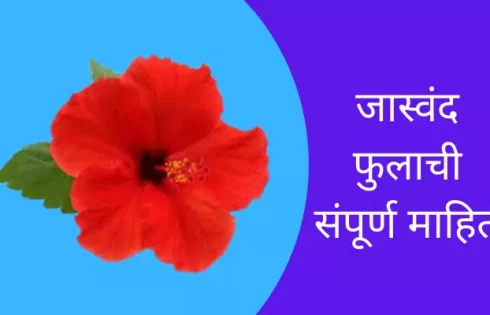 Hibiscus Flower Information In Marathi