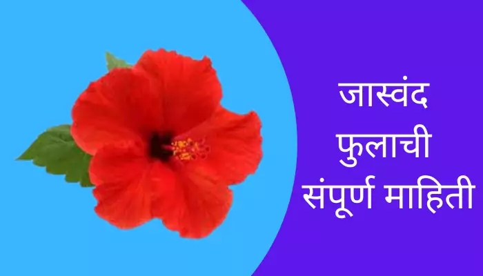 Hibiscus Flower Information In Marathi