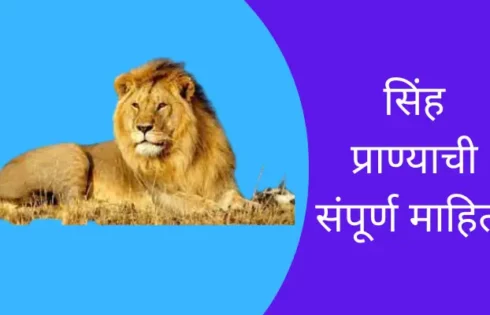 Lion Animal Information In Marathi