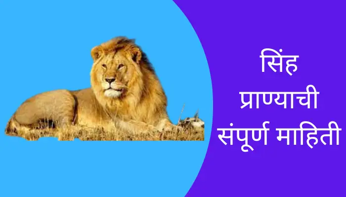 Lion Animal Information In Marathi