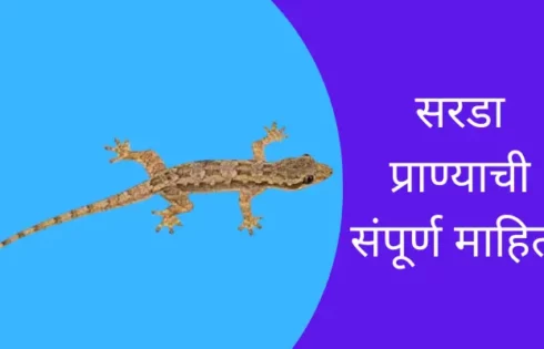 Lizard Animal Information In Marathi