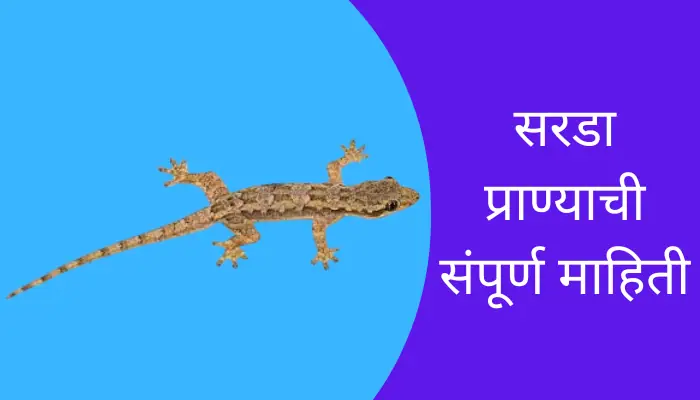  Lizard Animal Information In Marathi