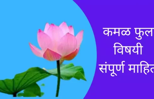 Lotus Flower Information In Marathi