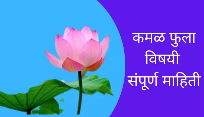 Lotus Flower Information In Marathi