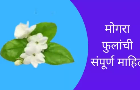 Mogra Flower Information In Marathi