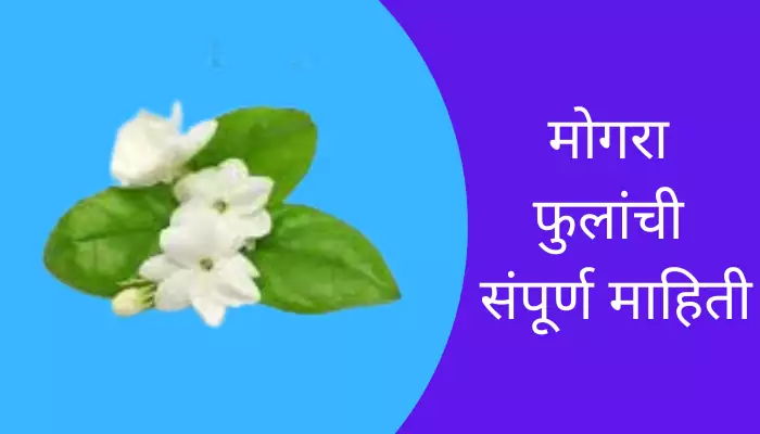 Mogra Flower Information In Marathi