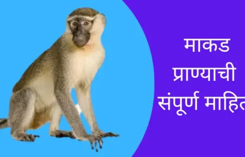 Monkey Animal Information In Marathi