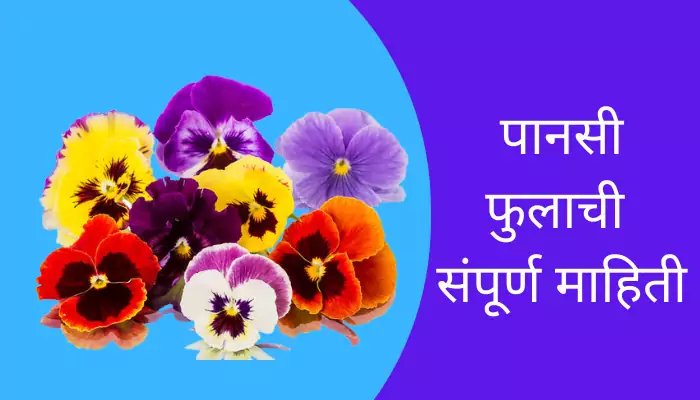 Pansy Flower Information In Marathi