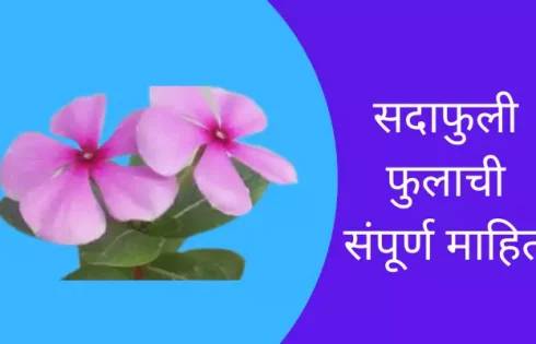 Periwinkle Flower Information In Marathi