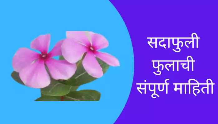 Periwinkle Flower Information In Marathi