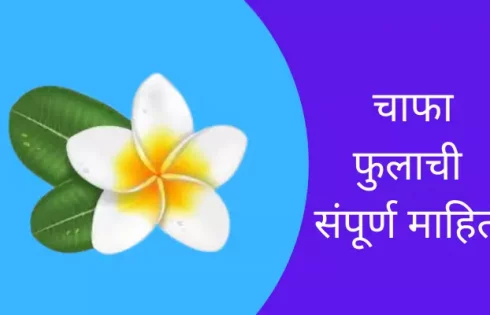 Plumeria Alba Flower Information In Marathi