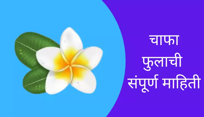 Plumeria Alba Flower Information In Marathi 