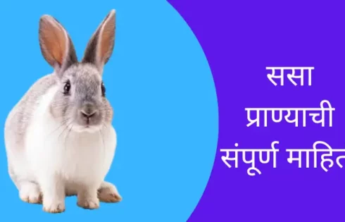 Rabbit Animal Information In Marathi