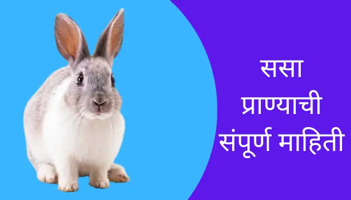 Rabbit Animal Information In Marathi