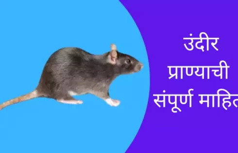 Rat Animal Information In Marathi