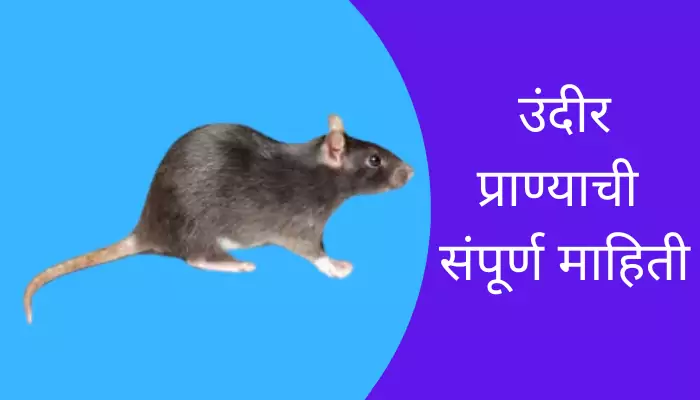 Rat Animal Information In Marathi