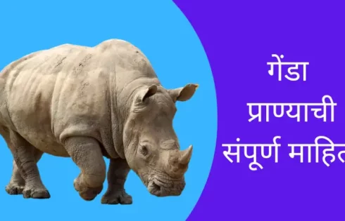 Rhinoceros Animal Information In Marathi