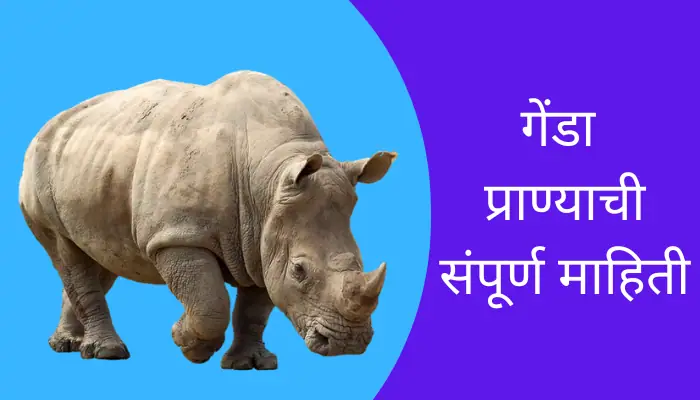 Rhinoceros Animal Information In Marathi