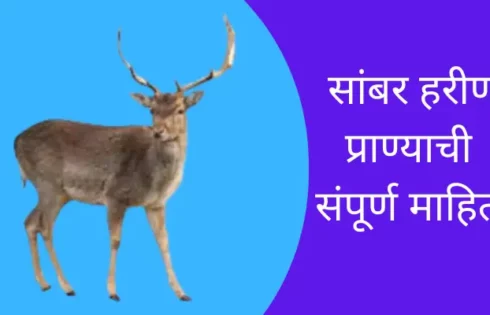 सांबर हरीण प्राण्याची संपूर्ण माहिती Sambar Deer Animal Information In  Marathi - Marathi Mol