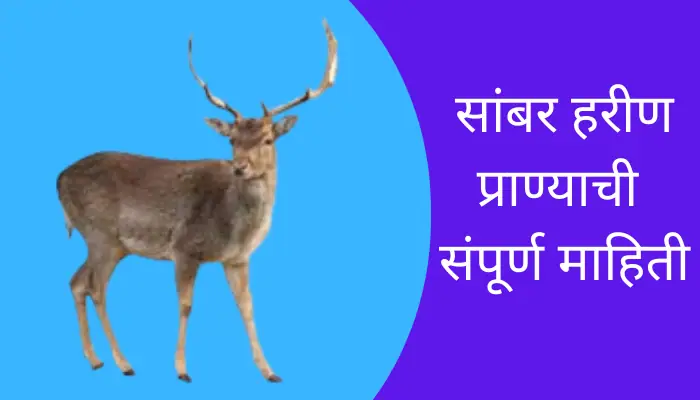 Sambar Deer Animal Information In Marathi