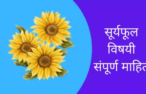 Sunflower Information In Marathi