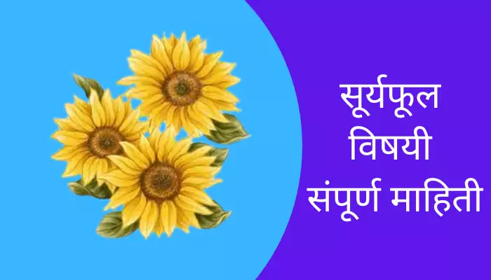 Sunflower Information In Marathi