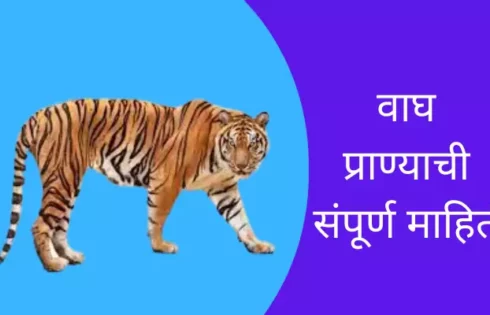 Tiger Animal Information In Marathi