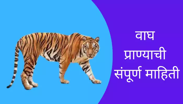 Tiger Animal Information In Marathi