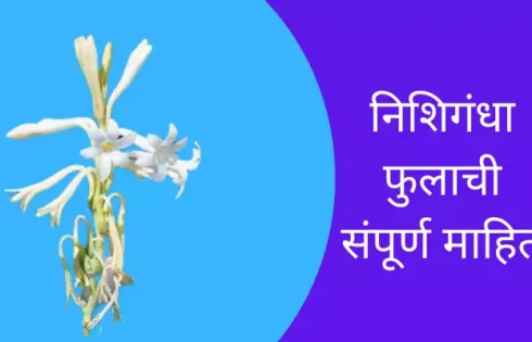 Tuberose Flower Information In Marathi