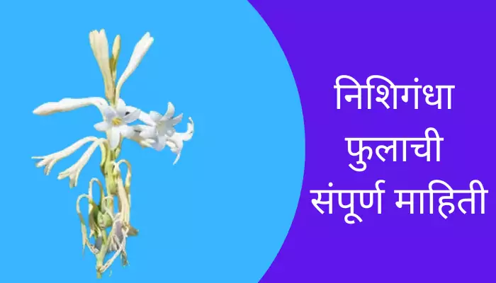 Tuberose Flower Information In Marathi