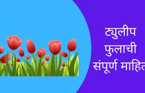 Tulip Flower Information In Marathi