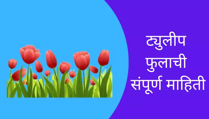 Tulip Flower Information In Marathi