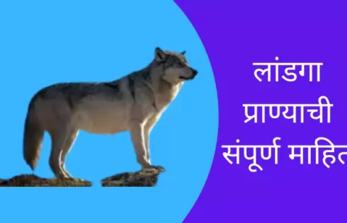Wolf Animal Information In Marathi