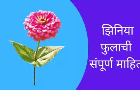 Zinnia Flower Information In Marathi